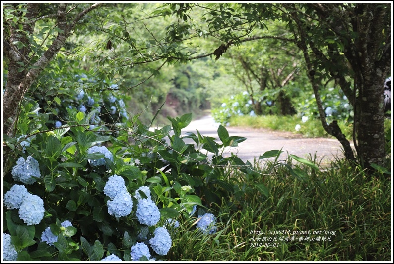 赤柯山繡球花-2018-06-74.jpg