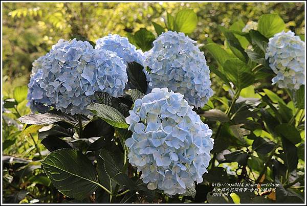 赤柯山繡球花-2018-06-75.jpg