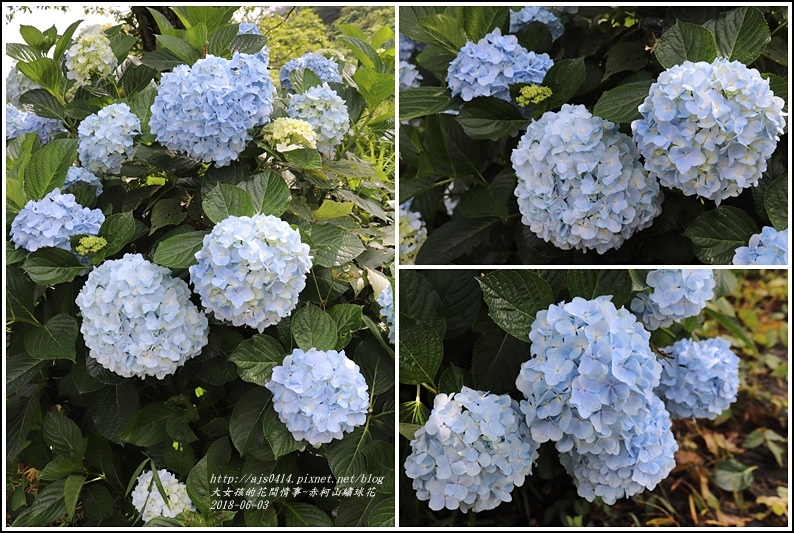 赤柯山繡球花-2018-06-76.jpg