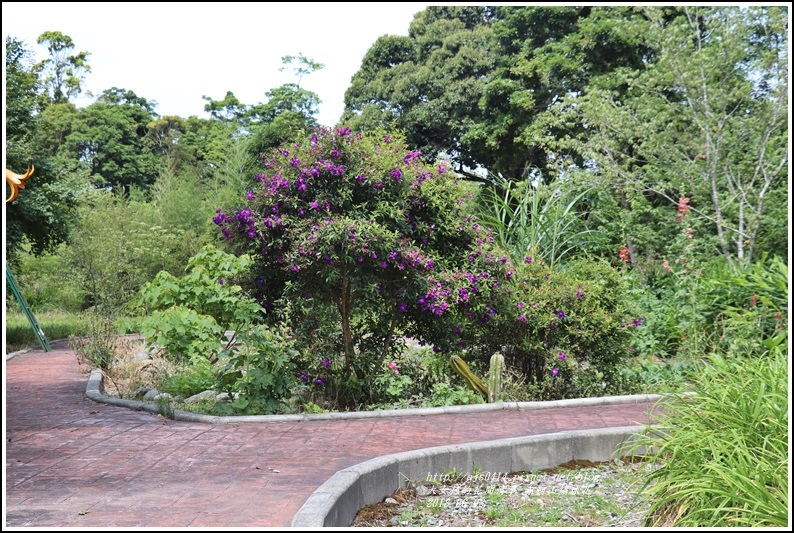 赤柯山繡球花-2018-06-84.jpg