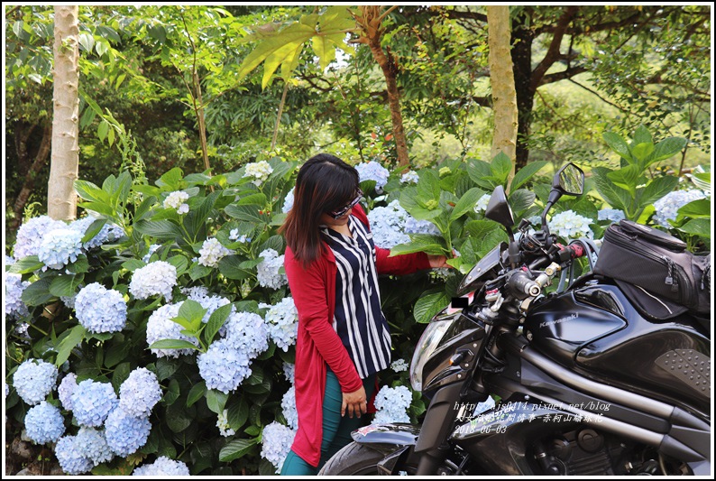 赤柯山繡球花-2018-06-86.jpg