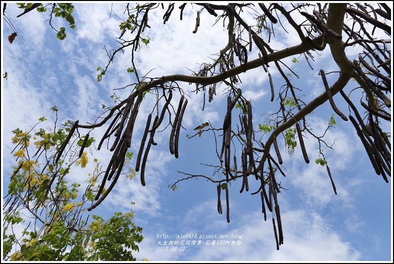 花蓮193阿勃勒-2018-06-02.jpg 花蓮193阿勃勒-2018-06-02.jpg