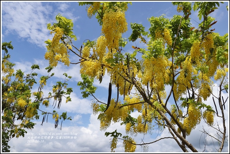 花蓮193阿勃勒-2018-06-03.jpg 花蓮193阿勃勒-2018-06-03.jpg