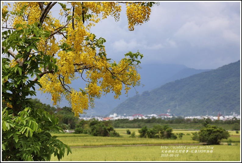 花蓮193阿勃勒-2018-06-05.jpg 花蓮193阿勃勒-2018-06-05.jpg