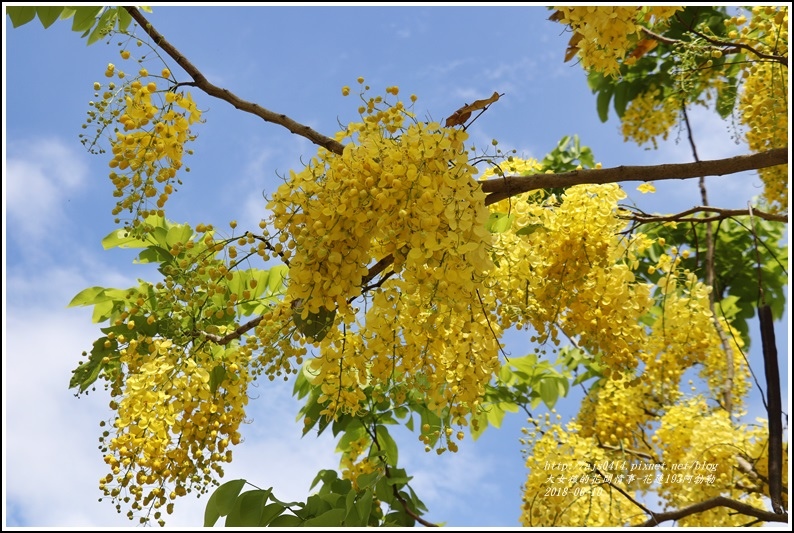 花蓮193阿勃勒-2018-06-04.jpg 花蓮193阿勃勒-2018-06-04.jpg