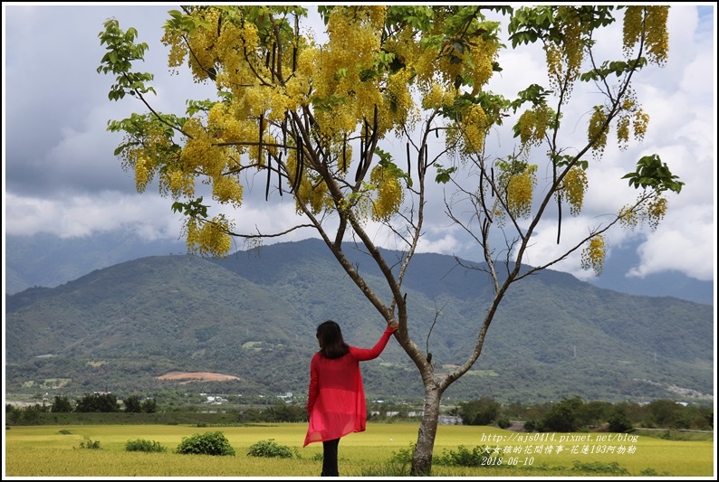 花蓮193阿勃勒-2018-06-06.jpg 花蓮193阿勃勒-2018-06-06.jpg