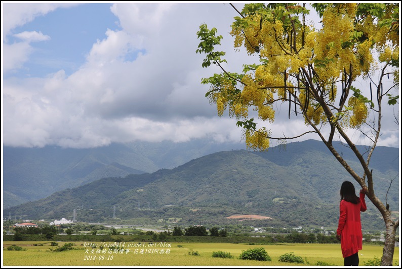 花蓮193阿勃勒-2018-06-07.jpg 花蓮193阿勃勒-2018-06-07.jpg