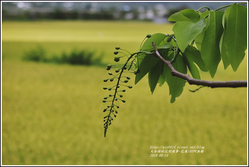 花蓮193阿勃勒-2018-06-09.jpg 花蓮193阿勃勒-2018-06-09.jpg