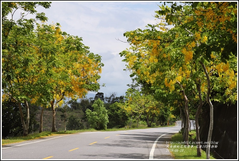 花蓮193阿勃勒-2018-06-10.jpg 花蓮193阿勃勒-2018-06-10.jpg