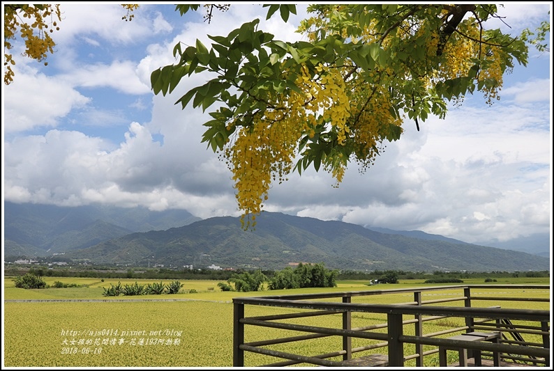 花蓮193阿勃勒-2018-06-12.jpg 花蓮193阿勃勒-2018-06-12.jpg