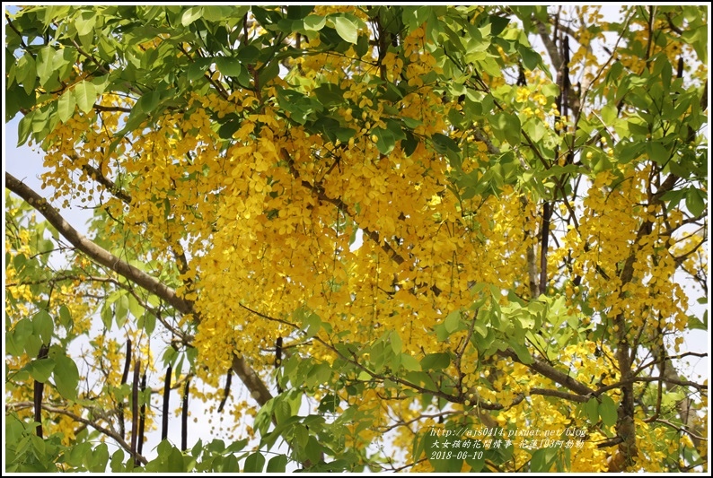 花蓮193阿勃勒-2018-06-14.jpg 花蓮193阿勃勒-2018-06-14.jpg