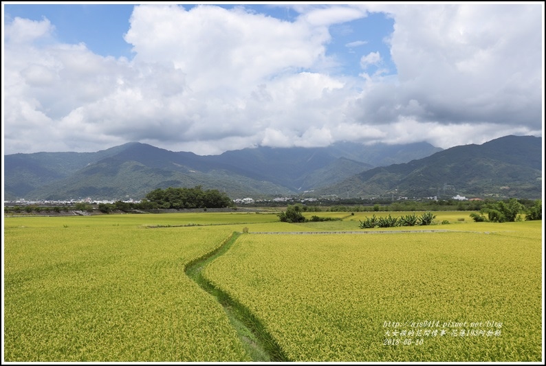 花蓮193阿勃勒-2018-06-17.jpg