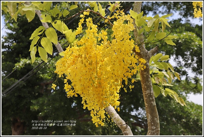 花蓮193阿勃勒-2018-06-22.jpg 花蓮193阿勃勒-2018-06-22.jpg