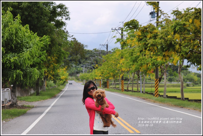 花蓮193阿勃勒-2018-06-26.jpg 花蓮193阿勃勒-2018-06-26.jpg