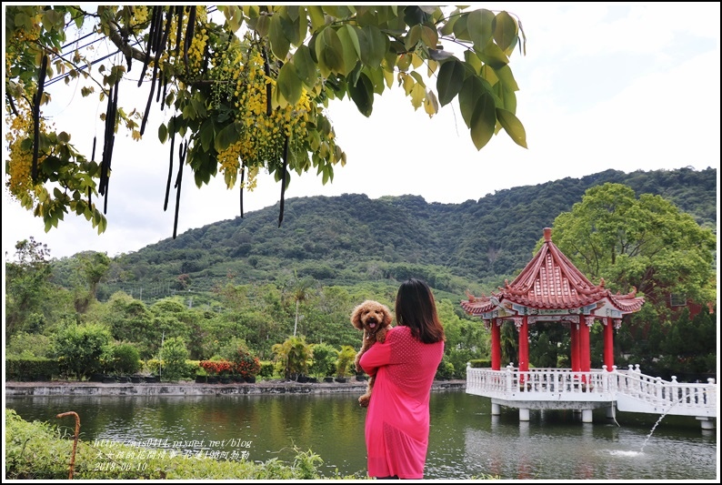 花蓮193阿勃勒-2018-06-27.jpg 花蓮193阿勃勒-2018-06-27.jpg