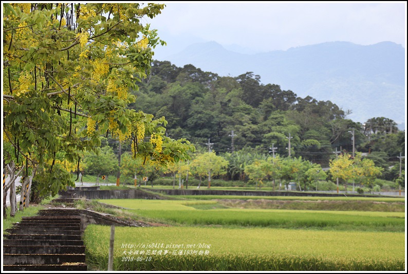 花蓮193阿勃勒-2018-06-28.jpg 花蓮193阿勃勒-2018-06-28.jpg