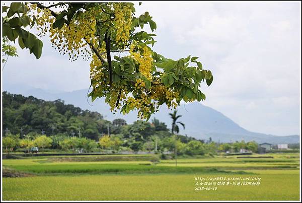 花蓮193阿勃勒-2018-06-31.jpg