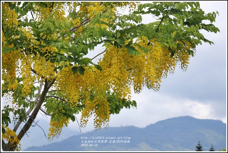 花蓮193阿勃勒-2018-06-32.jpg