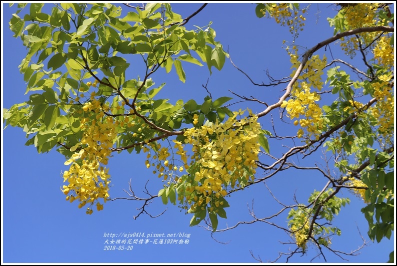 花蓮193阿勃勒-2018-06-36.jpg 花蓮193阿勃勒-2018-06-36.jpg