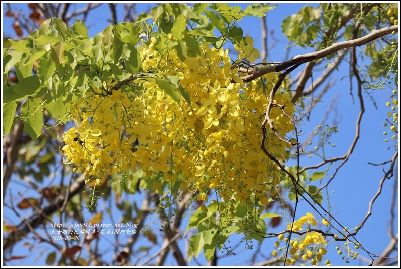 花蓮193阿勃勒-2018-06-35.jpg 花蓮193阿勃勒-2018-06-35.jpg