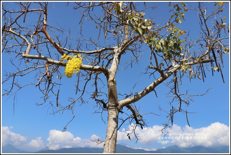 花蓮193阿勃勒-2018-06-37.jpg 花蓮193阿勃勒-2018-06-37.jpg