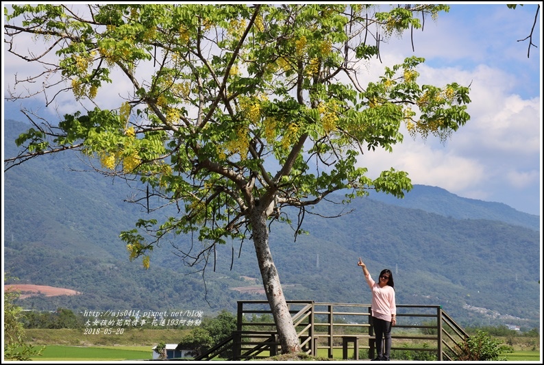 花蓮193阿勃勒-2018-06-38.jpg 花蓮193阿勃勒-2018-06-38.jpg