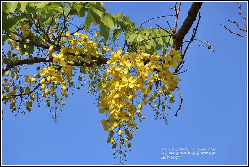 花蓮193阿勃勒-2018-06-39.jpg 花蓮193阿勃勒-2018-06-39.jpg