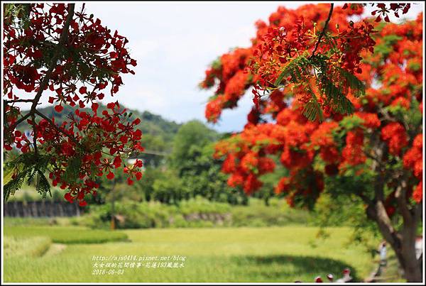 花蓮193鳳凰木-2018-06-24.jpg