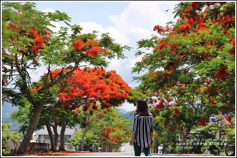 花蓮193縣道,鳯凰花,瑞穗大橋,泰林大橋,赤柯山,繡球花,稻田,花蓮,193縣道,鳳凰花,樂德公路,步道,瀑布,登山