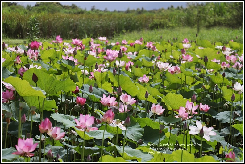 大富荷花田(平地森林南環道)-2018-06-04.jpg