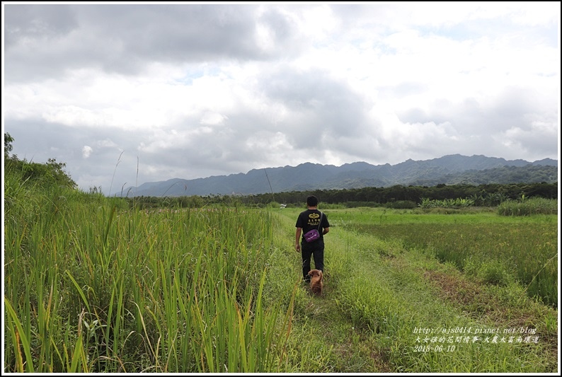 大富荷花田(平地森林南環道)-2018-06-09.jpg