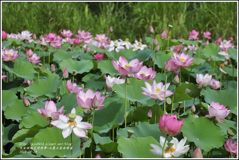 大富荷花田(平地森林南環道)-2018-06-12.jpg