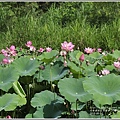 大富荷花田(平地森林南環道)-2018-06-14.jpg