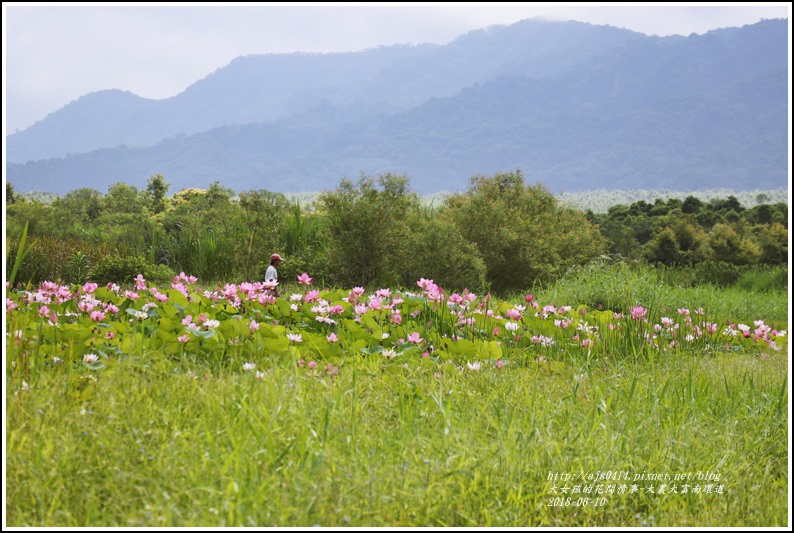 大富荷花田(平地森林南環道)-2018-06-25.jpg