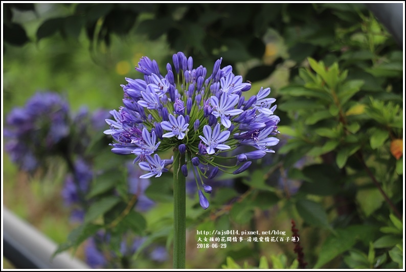 清境愛情花(百子蓮)-2018-06-02.jpg