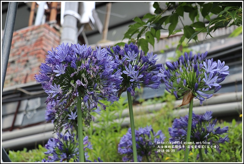 清境愛情花(百子蓮)-2018-06-03.jpg