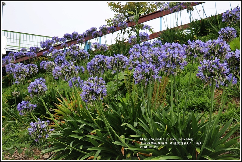 清境愛情花(百子蓮)-2018-06-05.jpg