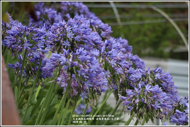 清境愛情花(百子蓮)-2018-06-08.jpg