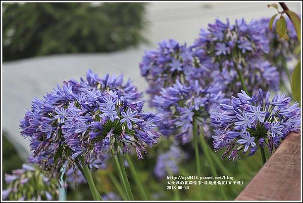 清境愛情花(百子蓮)-2018-06-09.jpg