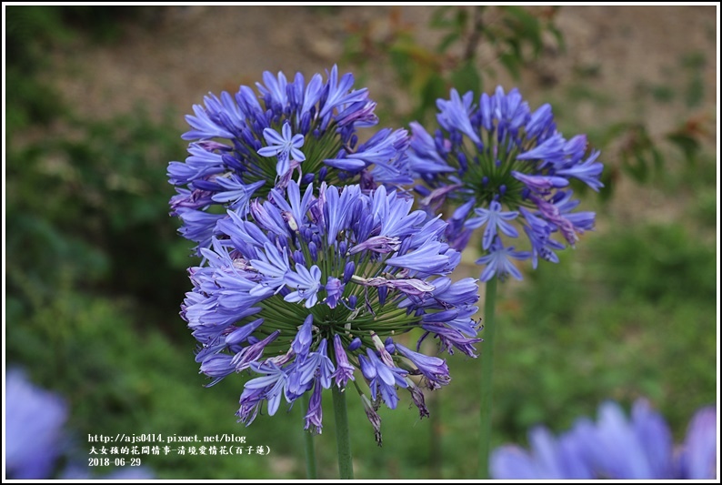 清境愛情花(百子蓮)-2018-06-10.jpg