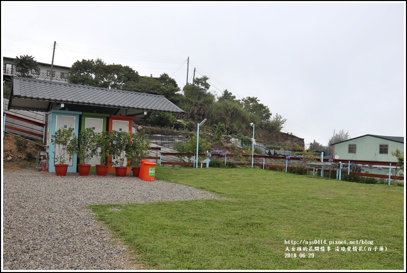 清境愛情花(百子蓮)-2018-06-12.jpg