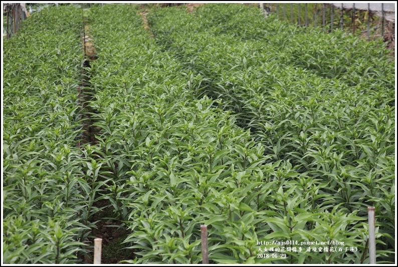 清境愛情花(百子蓮)-2018-06-13.jpg