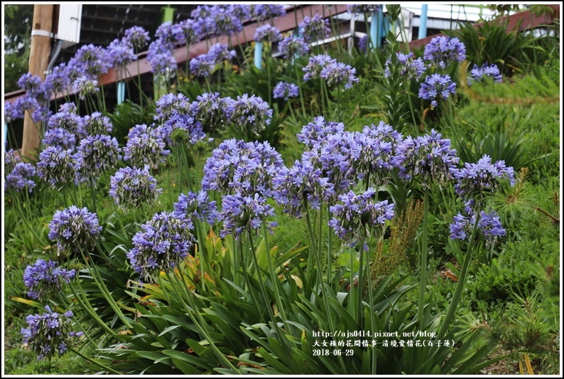 清境愛情花(百子蓮)-2018-06-16.jpg