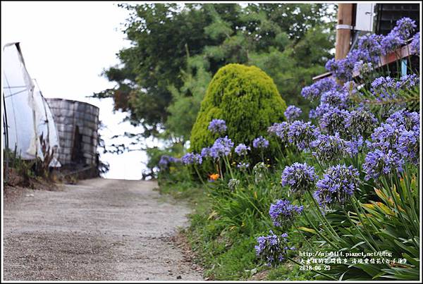 清境愛情花(百子蓮)-2018-06-17.jpg