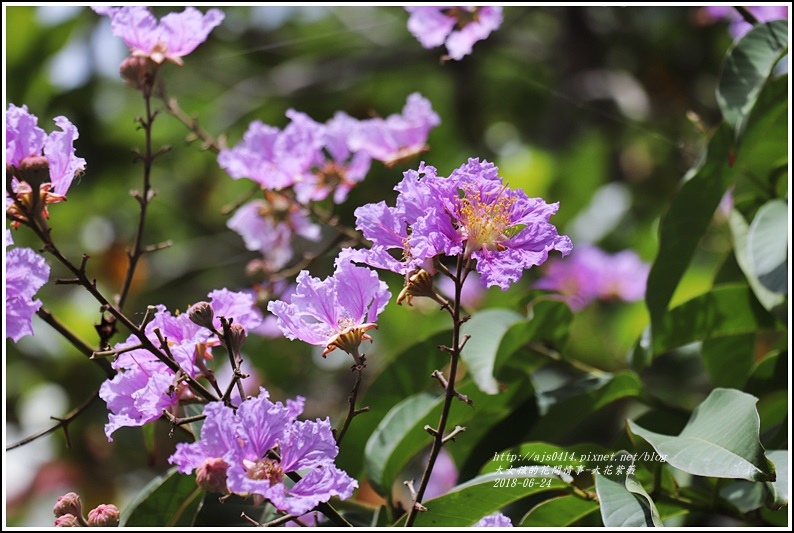 大花紫薇-2018-06-01.jpg 大花紫薇-2018-06-01.jpg