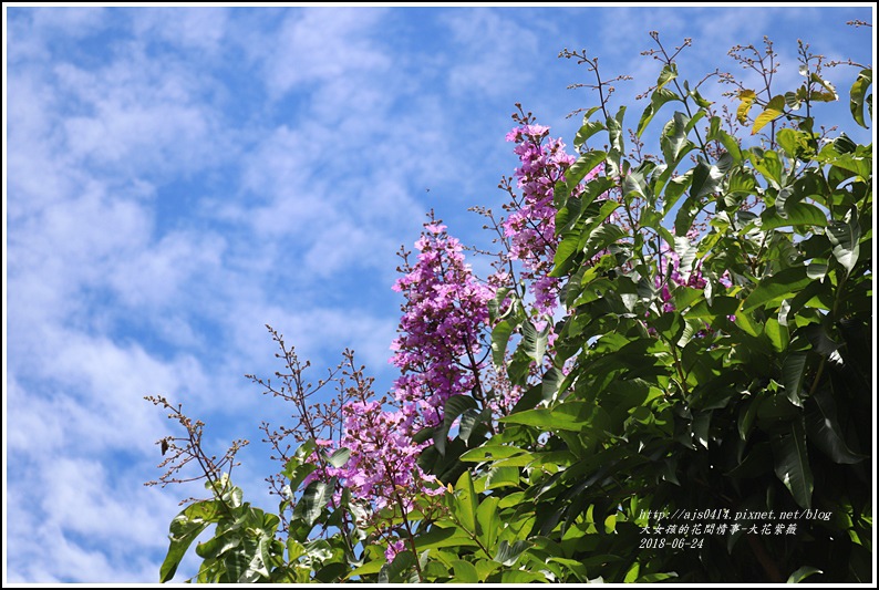 大花紫薇-2018-06-02.jpg 大花紫薇-2018-06-02.jpg