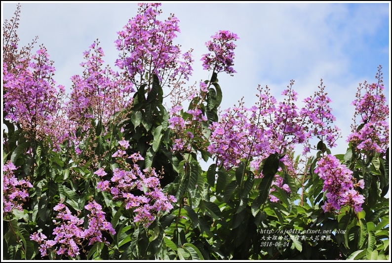 大花紫薇-2018-06-03.jpg 大花紫薇-2018-06-03.jpg