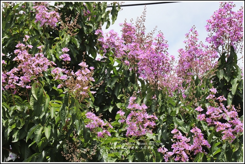 大花紫薇-2018-06-08.jpg 大花紫薇-2018-06-08.jpg