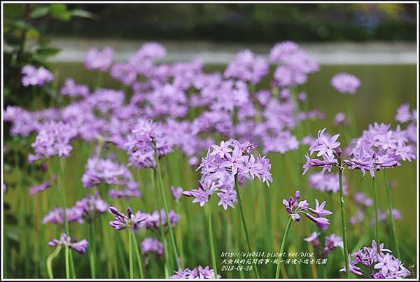 統一清境小瑞士花園-2018-06-75.jpg