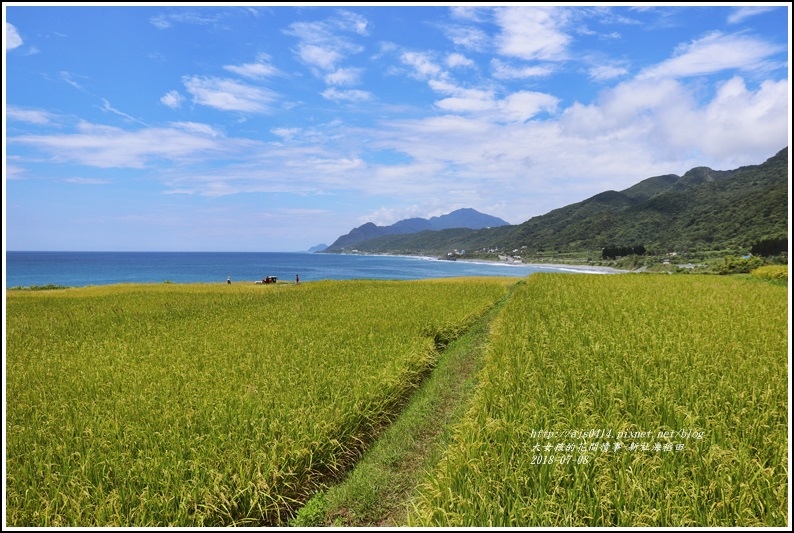 新社海稻田-2018-07-18.jpg